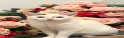 Domestic Shorthair cats for sale: Yuki the Gorgeous blue eyed white cat  in Burnley - Advert 1