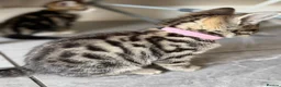 Bengal cats for sale: Beautiful Kittens ready for forever homes. - Advert 15