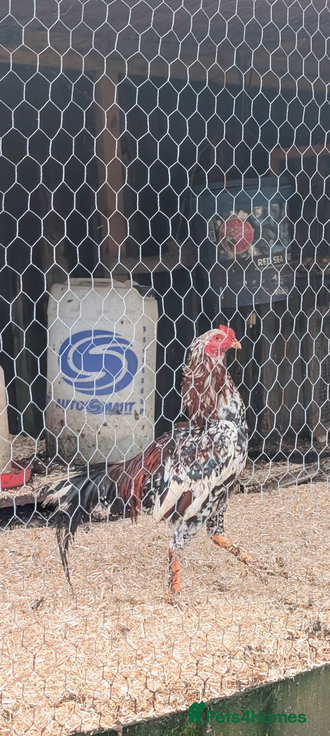 Chickens poultry for sale: Aseel x shamo in Keighley - Advert 2