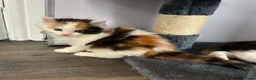 Ragcoon cats for sale: Ragcoon  in Middlewich - Advert 5