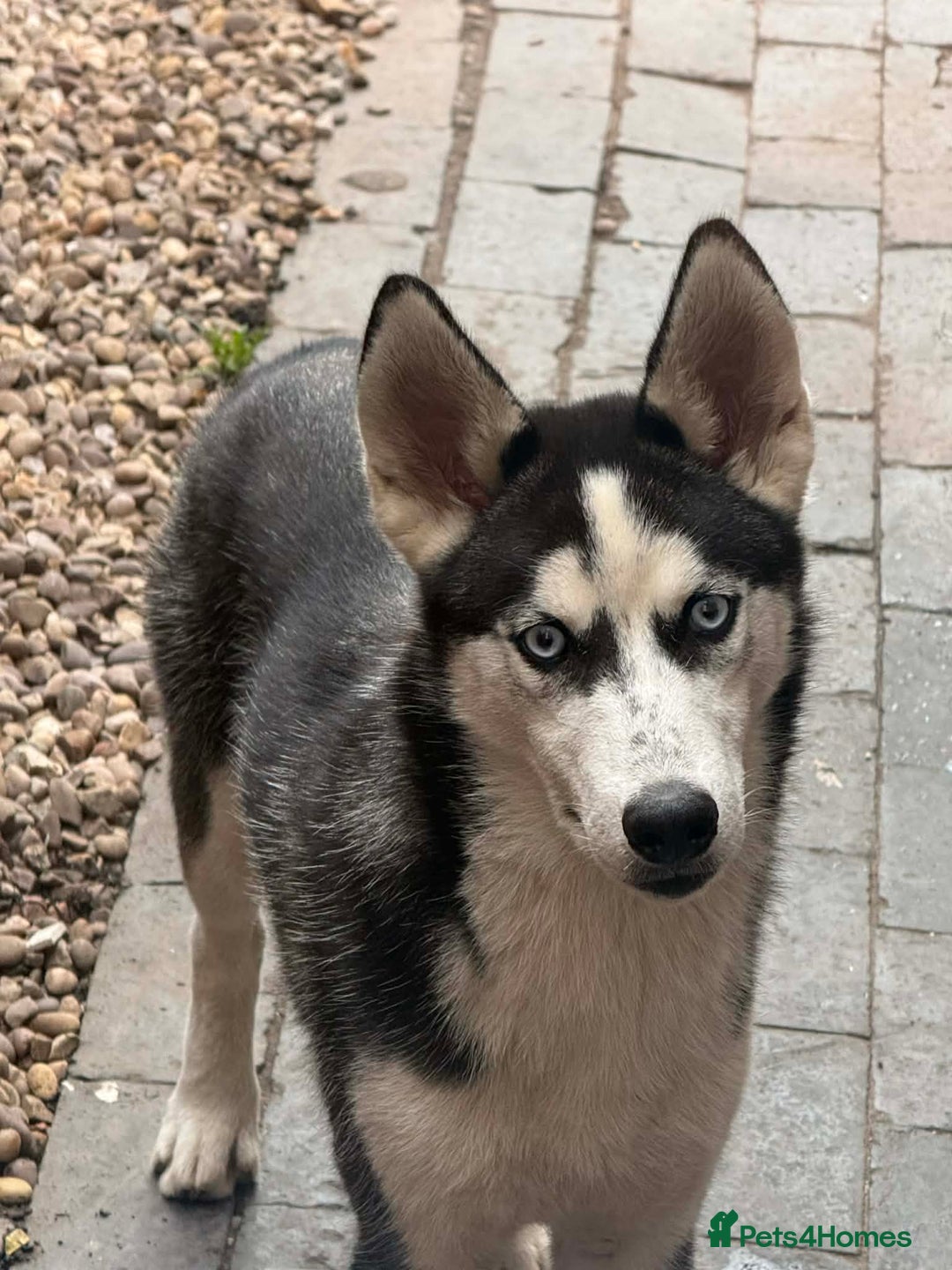 Siberian Husky dogs for sale: Siberian Husky - Advert 7