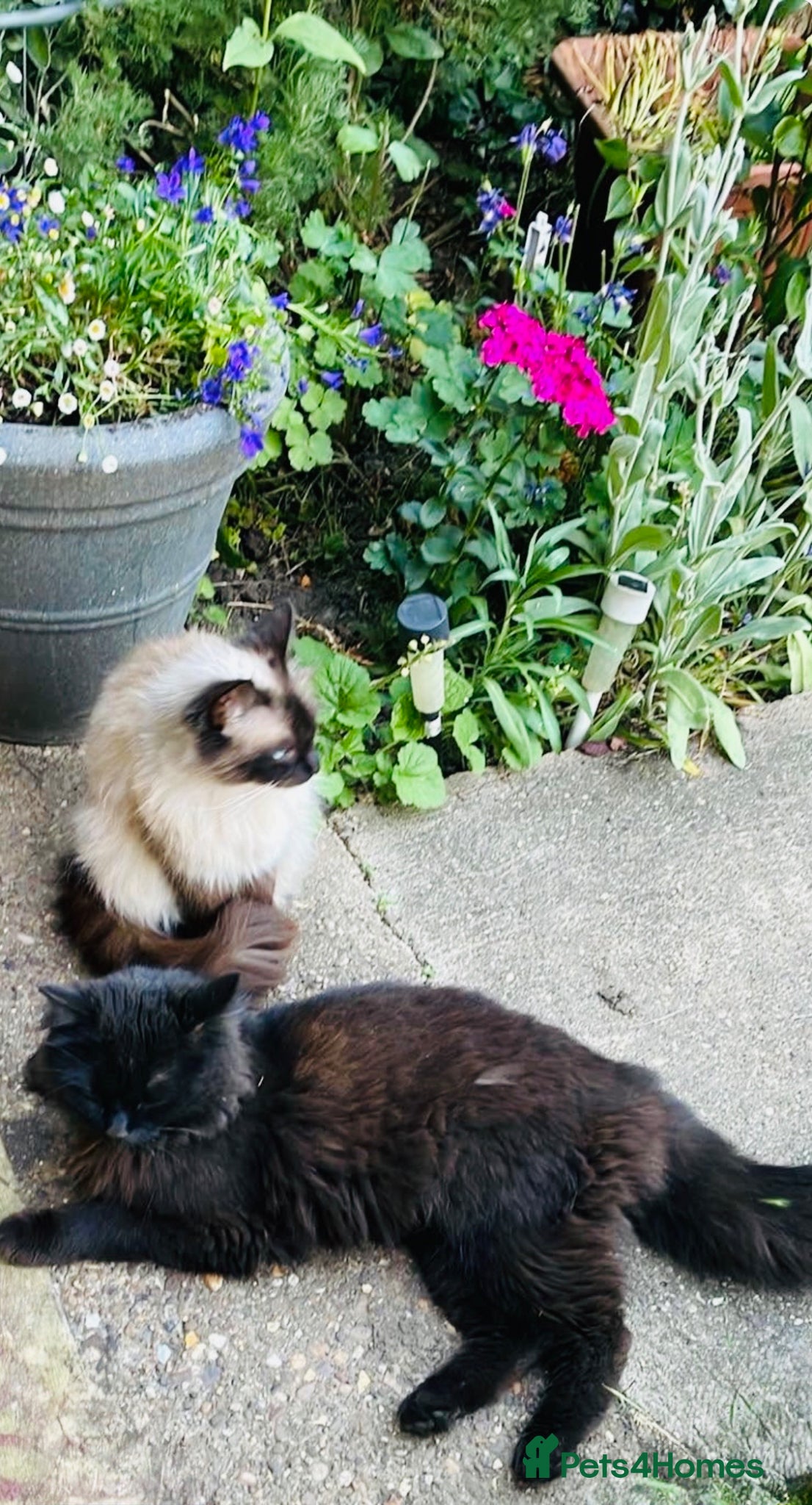 Ragdoll cats Ragdoll mixed male  cats - Advert 10