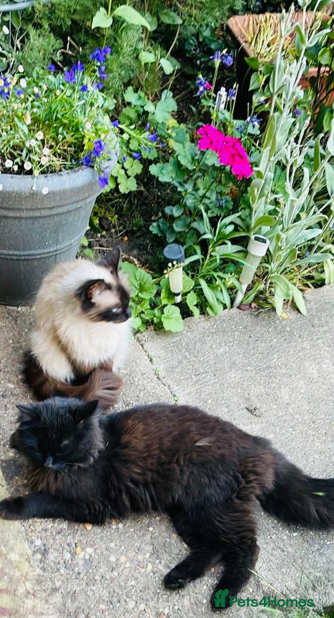 Ragdoll cats for sale: Ragdoll mixed male  cats - Advert 1