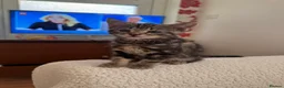 Domestic Shorthair cats for sale: Two kittens looking for their forever home 🐾 - Advert 9