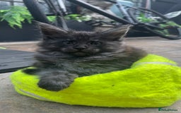 Maine Coon cats for sale: Pure Pedigree Maine Coon kittens | Black Smoke | - Image 2