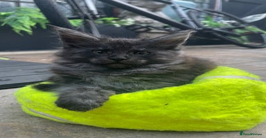 Maine Coon cats - Advert 10