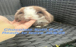 Mini Lop rabbits for sale: Mini Lops Bunnies. READ DESCRIPTION - Updated 27/8 in Chard - Image 4