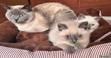 British Shorthair cats - Advert 7