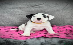 Old Tyme Bulldog dogs for sale: 🩷🩷Old Tyme Bulldog Puppies🩷🩷 - Image 12