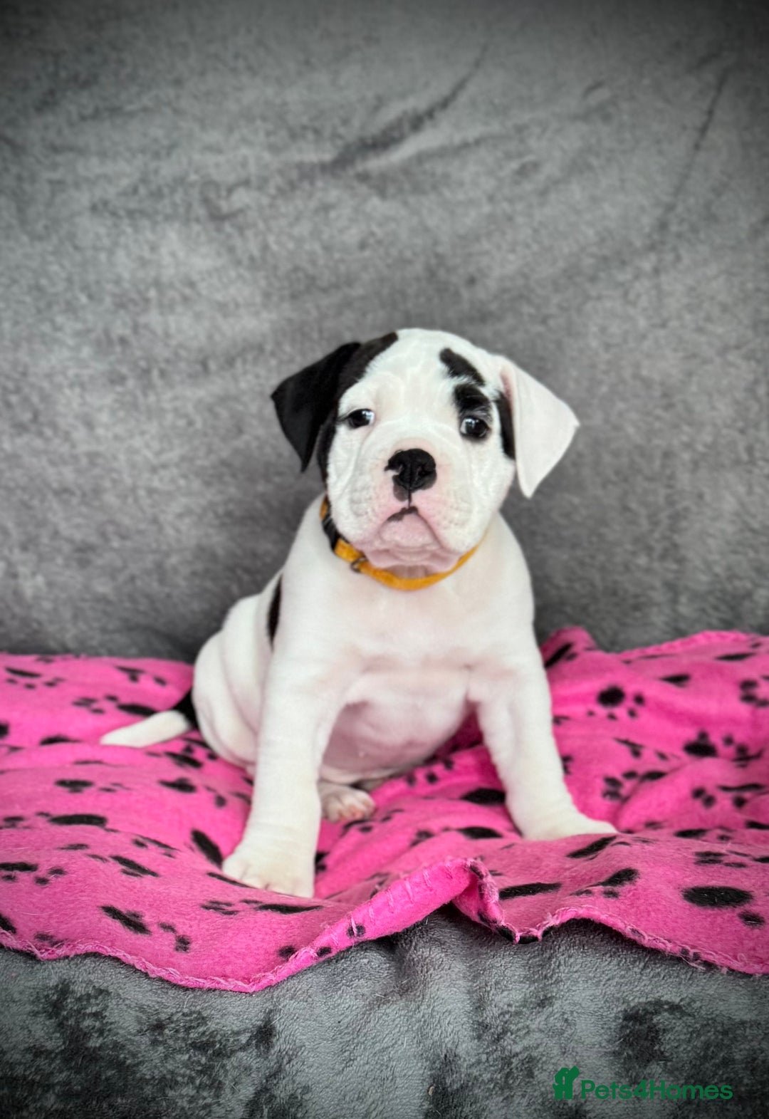 Old Tyme Bulldog dogs for sale: 🩷🩷Old Tyme Bulldog Puppies🩷🩷 - Image 12