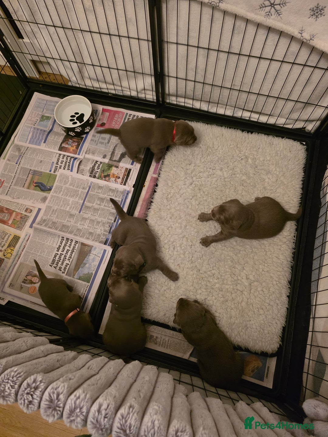 Labrador Retriever dogs for sale: Silver Labrador Puppies For Sale - Advert 5