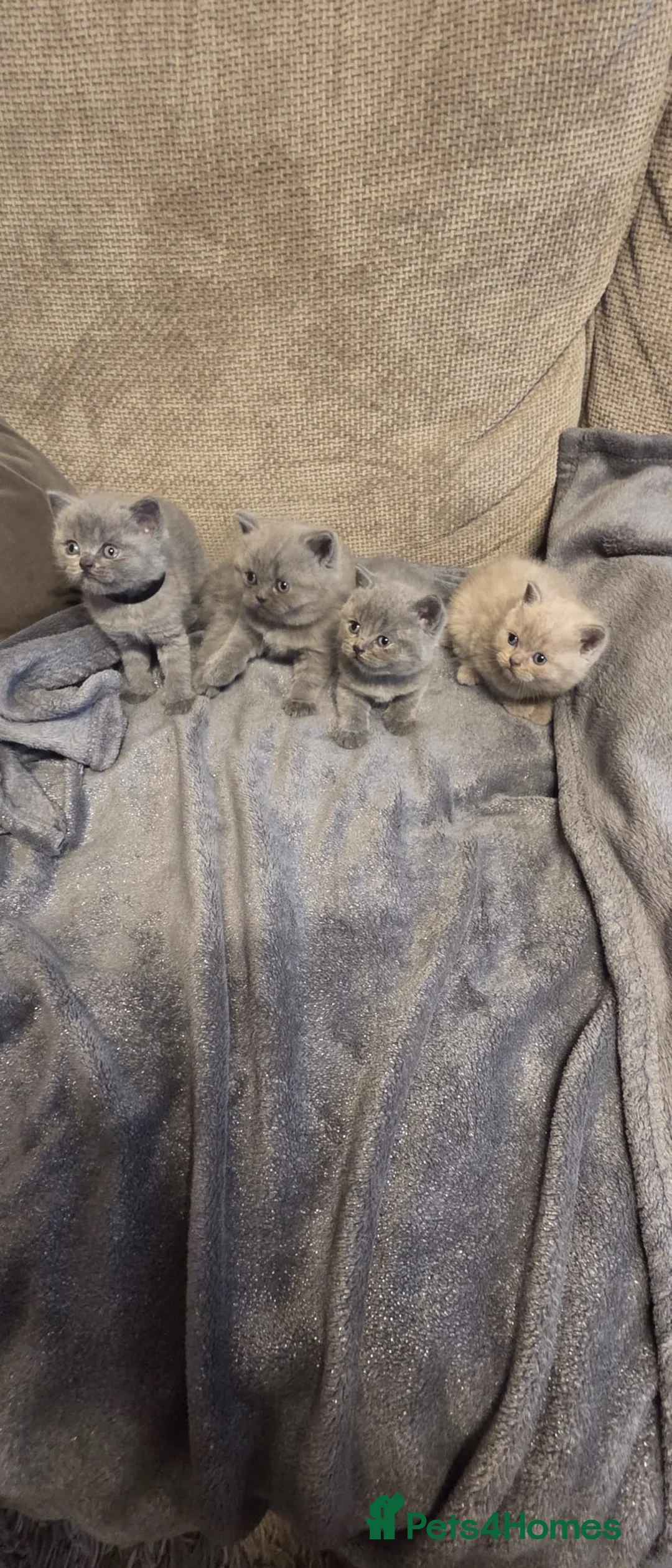 British Shorthair cats for sale: Fluffy and healthy British shorthair kittens - Advert 2