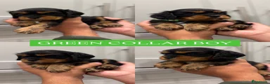 GREEN COLLAR MALE