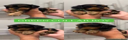 Cavalier King Charles Spaniel dogs for sale: BEAUTIFUL KING CHARLES CAVALIER PUPPYS - Advert 8