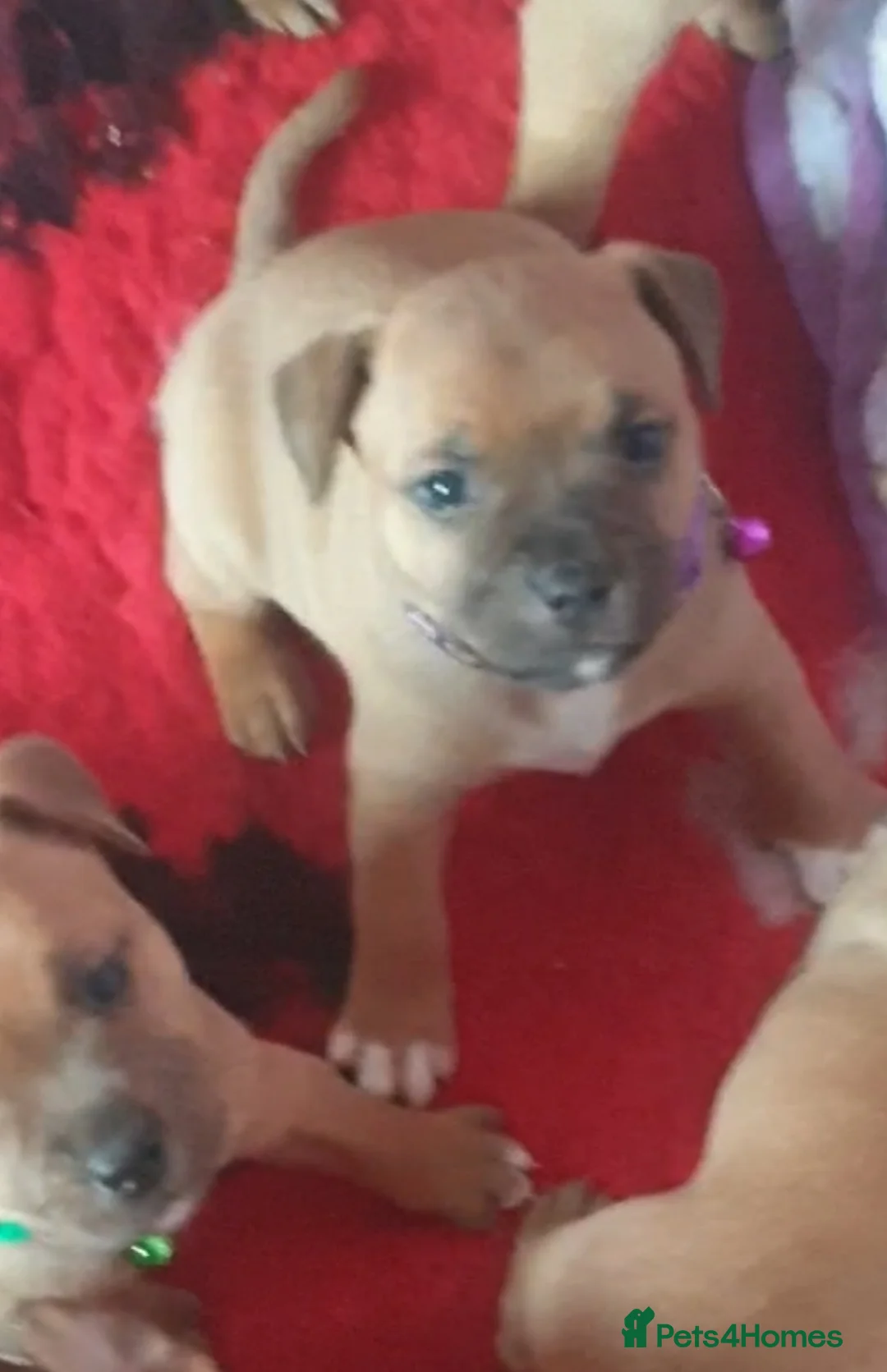 Staffordshire Bull Terrier dogs for stud: 🥨THE RED DREAMTEAM.🥨 Exceptional temprements. in Rochdale - Advert 23