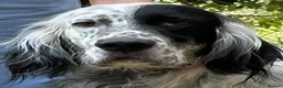 English Setter dogs for adoption: Roy   in Alfreton - Advert 7