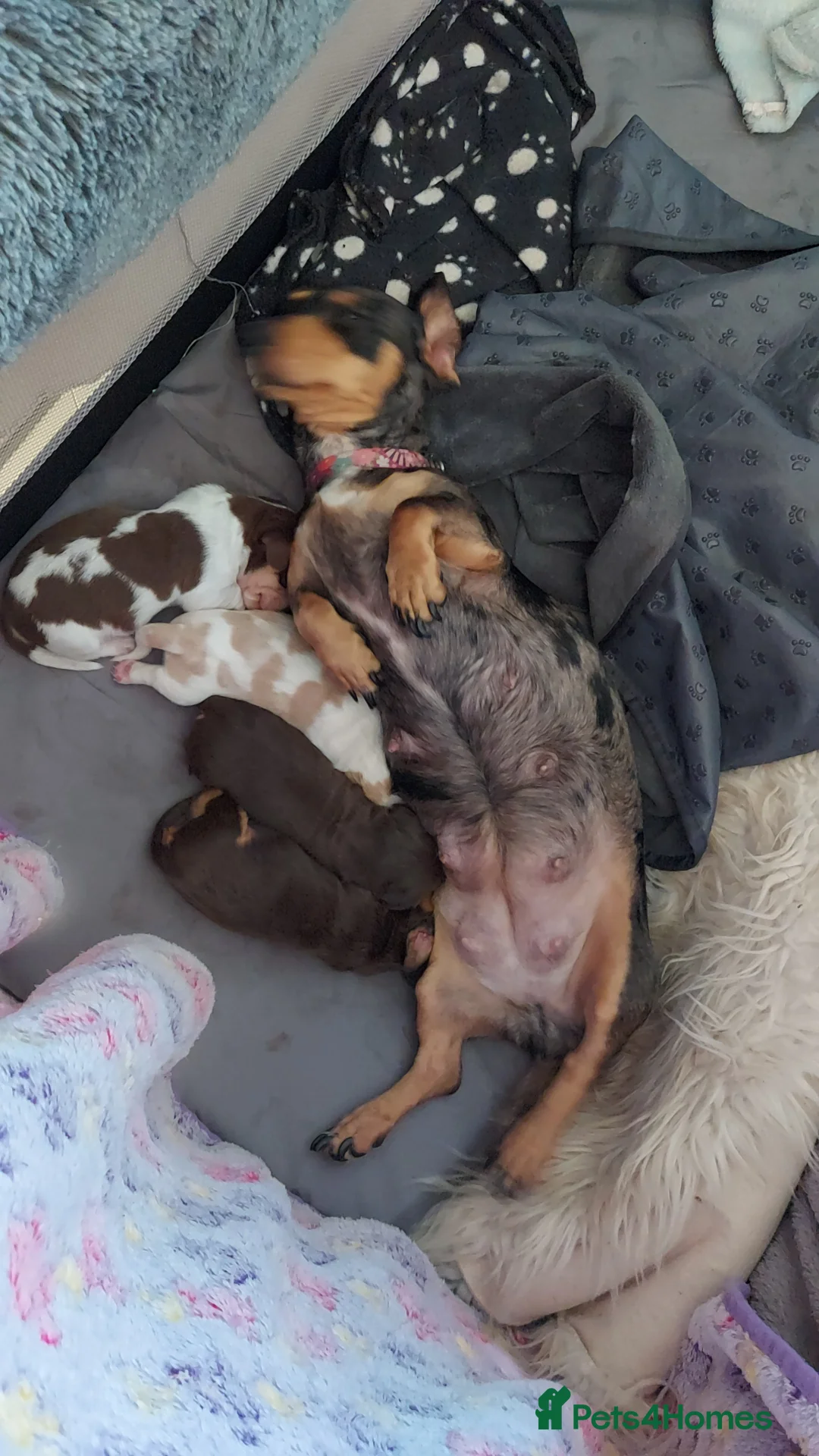 Miniature Dachshund dogs for sale: Miniature Dachshund Puppies - Advert 12