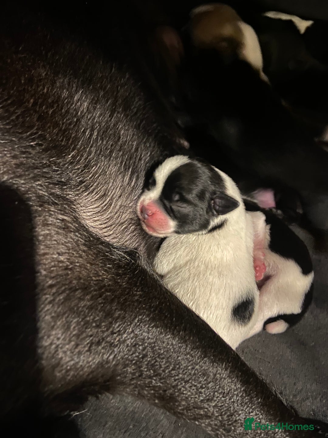 Jug dogs for sale: Beautiful jug puppies looking for forever home - Advert 2