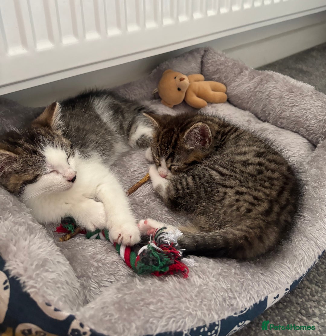 Mixed Breed cats for sale: Mixed Kittens - Image 7