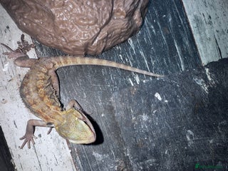 Bearded Dragon reptiles - Advert 2