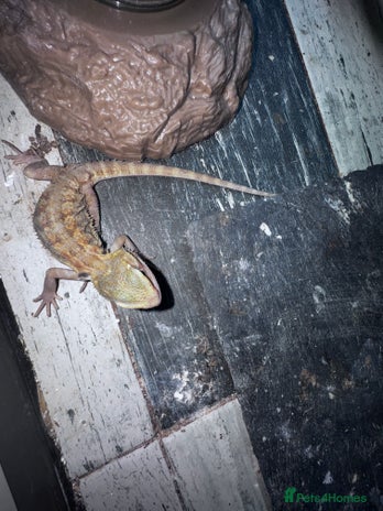 Bearded Dragon reptiles - Advert 5