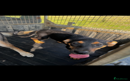 Huntaway dogs for sale: Huntaway cross puppies - Image 2