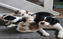 Cavalier King Charles Spaniel dogs for sale: 4 gorgeous puppies - Image 8