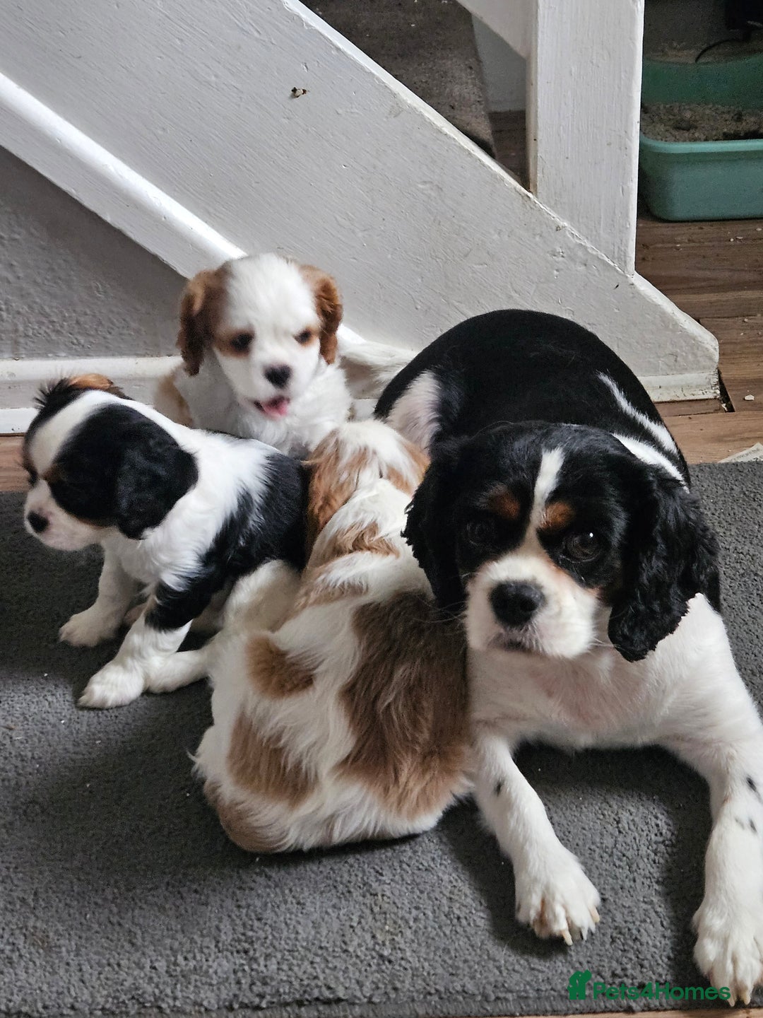 Cavalier King Charles Spaniel dogs for sale: 4 gorgeous puppies - Image 8