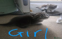 Mixed Breed cats for sale: 5 kittens needing loving homes  - Image 2