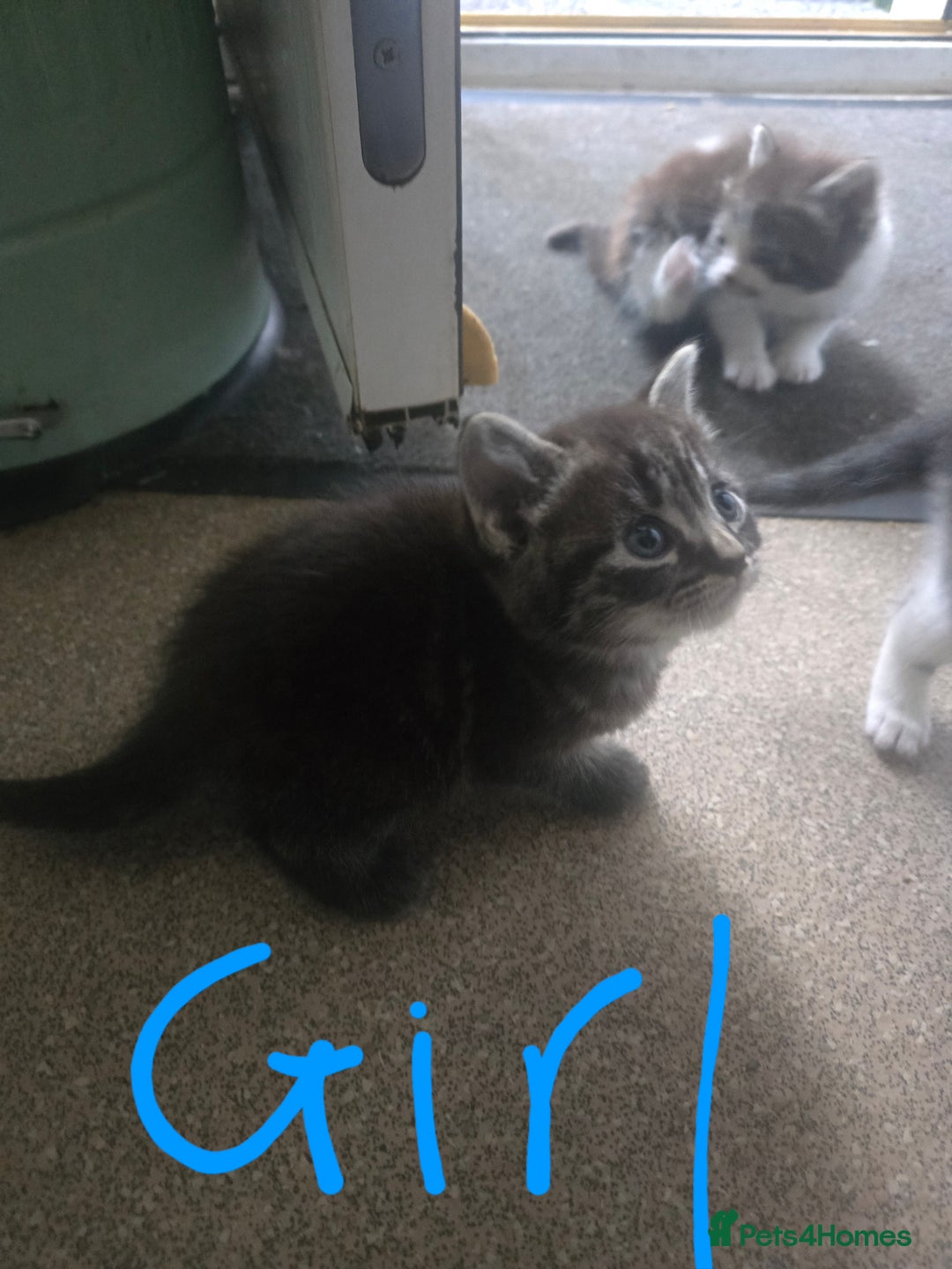 Mixed Breed cats for sale: 5 kittens needing loving homes  - Image 2
