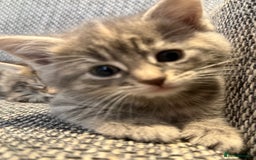British Longhair cats for sale: Beautiful kittens by our stunning British longhair - Image 9