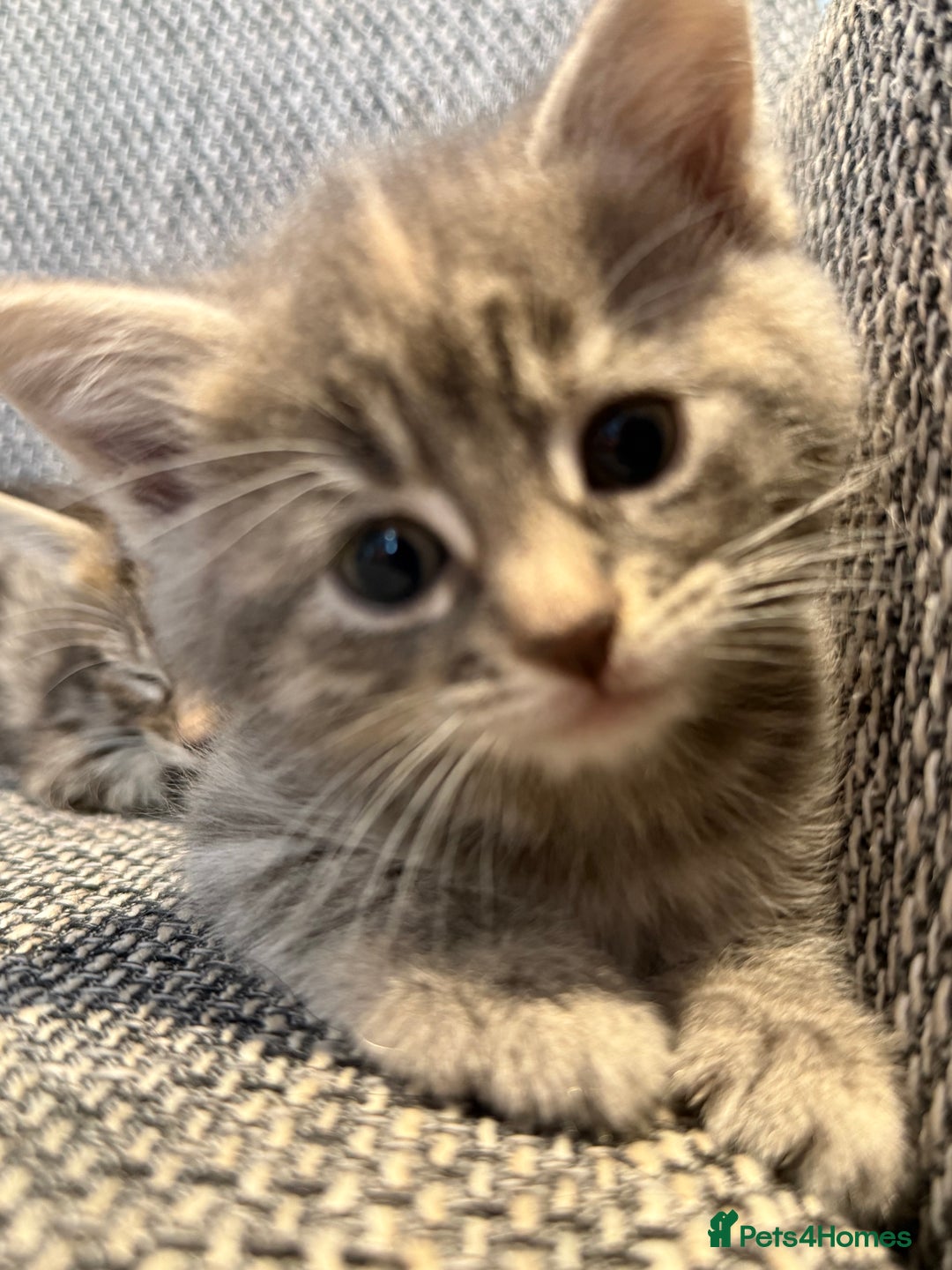 British Longhair cats for sale: Beautiful kittens by our stunning British longhair - Image 9