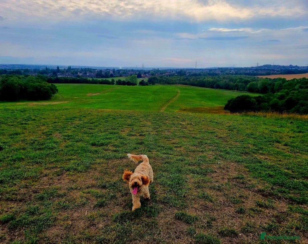 Cockapoo dogs for sale: F1 Cockerpoo 1 year old - Male - Image 4