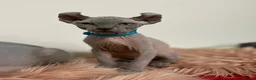 Sphynx cats for sale: Sphynx Elf kittens - Advert 2