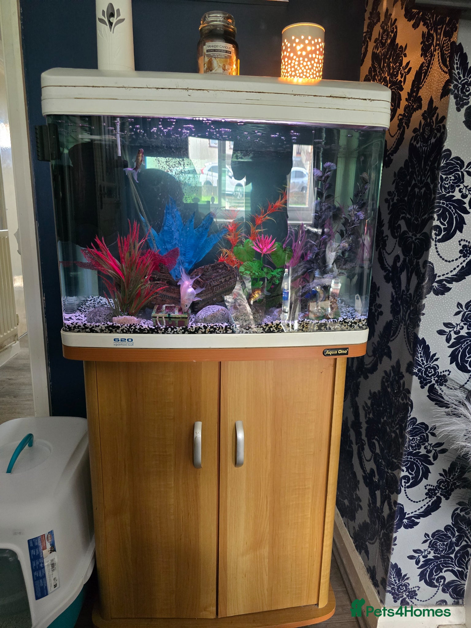 Fancy Goldfish fish Aqua one 64 liter tank with filter and fish - Advert 1