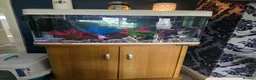 Fancy Goldfish fish for sale: Aqua one 64 liter tank with filter and fish - Advert 1