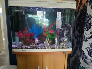 Fancy Goldfish fish Aqua one 64 liter tank with filter and fish - Advert 1