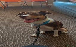 Mixed Breed dogs for sale: Gigi Valton - Image 1