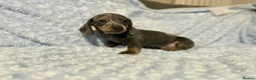 Miniature Dachshund dogs for sale: 7 beautiful puppies available  in Bradford - Advert 14