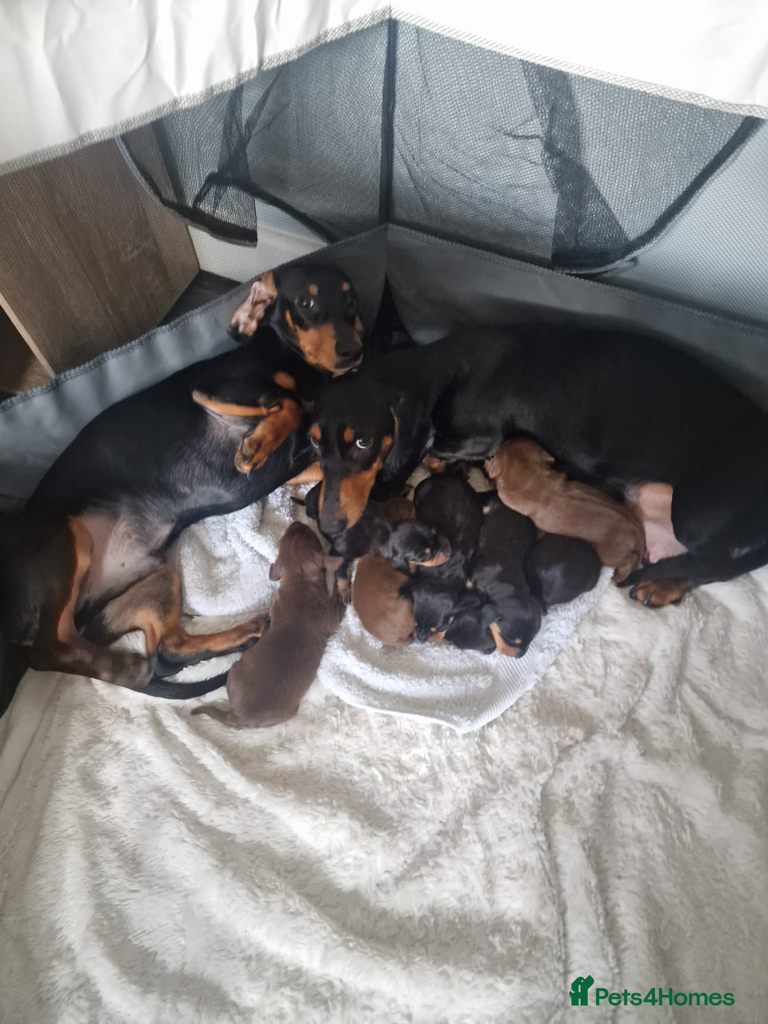 Miniature Dachshund dogs Miniature dacshund pups - Advert 1