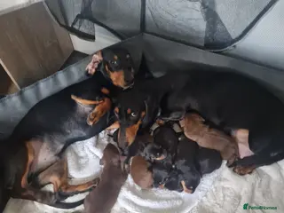 Miniature Dachshund dogs Miniature dacshund pups - Advert 1