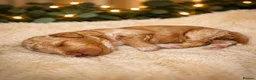 Cockapoo dogs for sale: 5⭐️ BEAUTIFUL TOY COCKAPOO PUPPIES⭐️⭐️  - Advert 7
