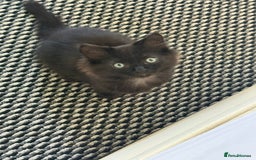Mixed Breed cats for sale: Pretty all black ragdoll mix girls - Image 3