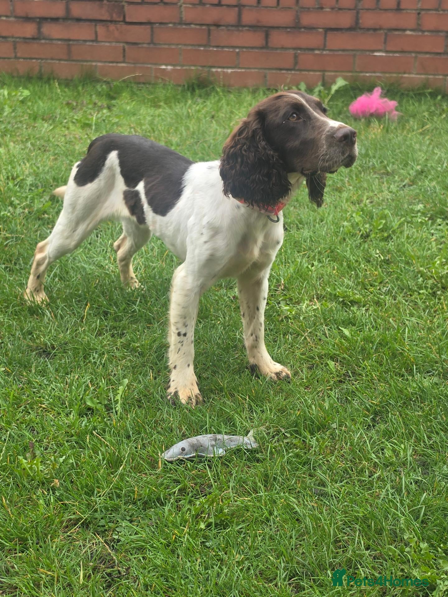 English Springer Spaniel dogs English Springer Spaniel  - Advert 9