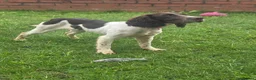 English Springer Spaniel dogs for sale: English Springer Spaniel  - Advert 1