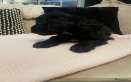 Cockapoo dogs for sale: 4 Stunning and Healthy cockapoos *2 girls 2boys* - Image 10