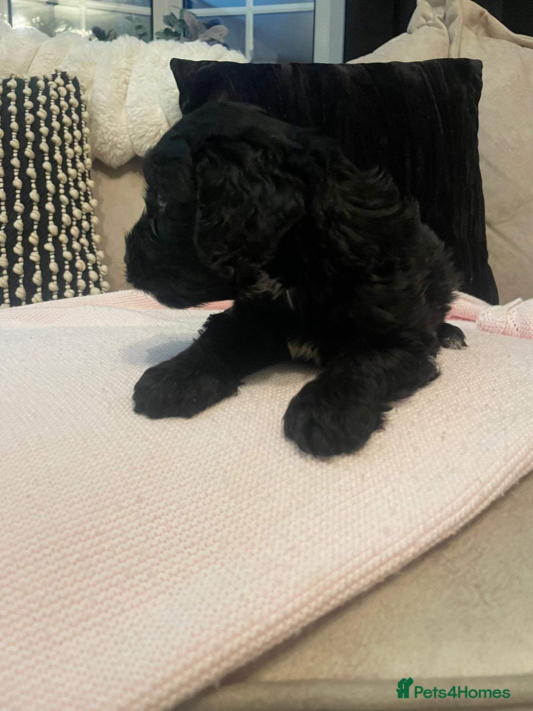 Cockapoo dogs for sale: 4 Stunning and Healthy cockapoos *2 girls 2boys* - Image 10