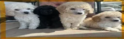Miniature Poodle dogs for sale: Pedigree club registered Miniature poodles  - Advert 15
