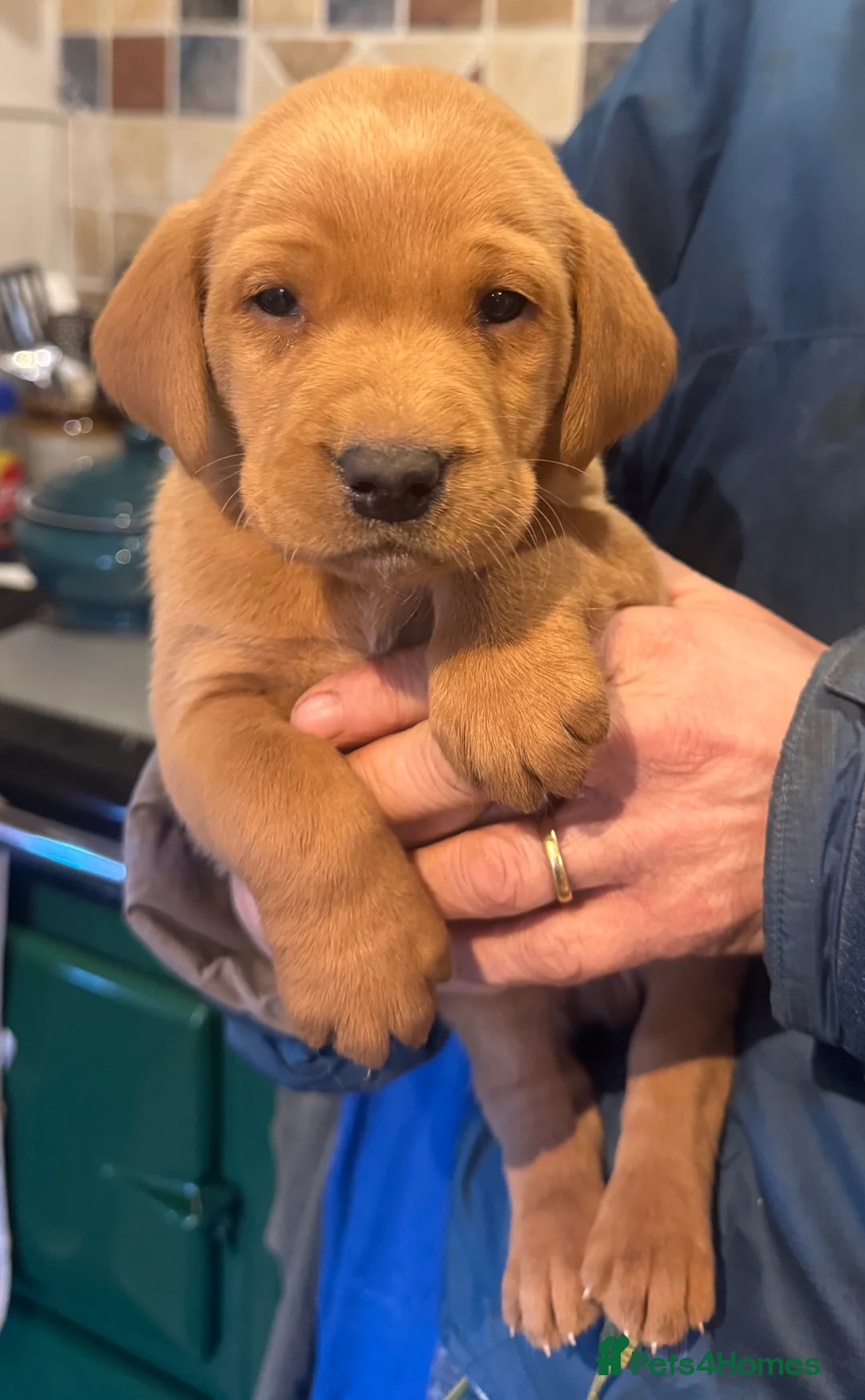 Labrador Retriever dogs for sale: Beautiful KC registered Labrador Retrievers - Advert 10