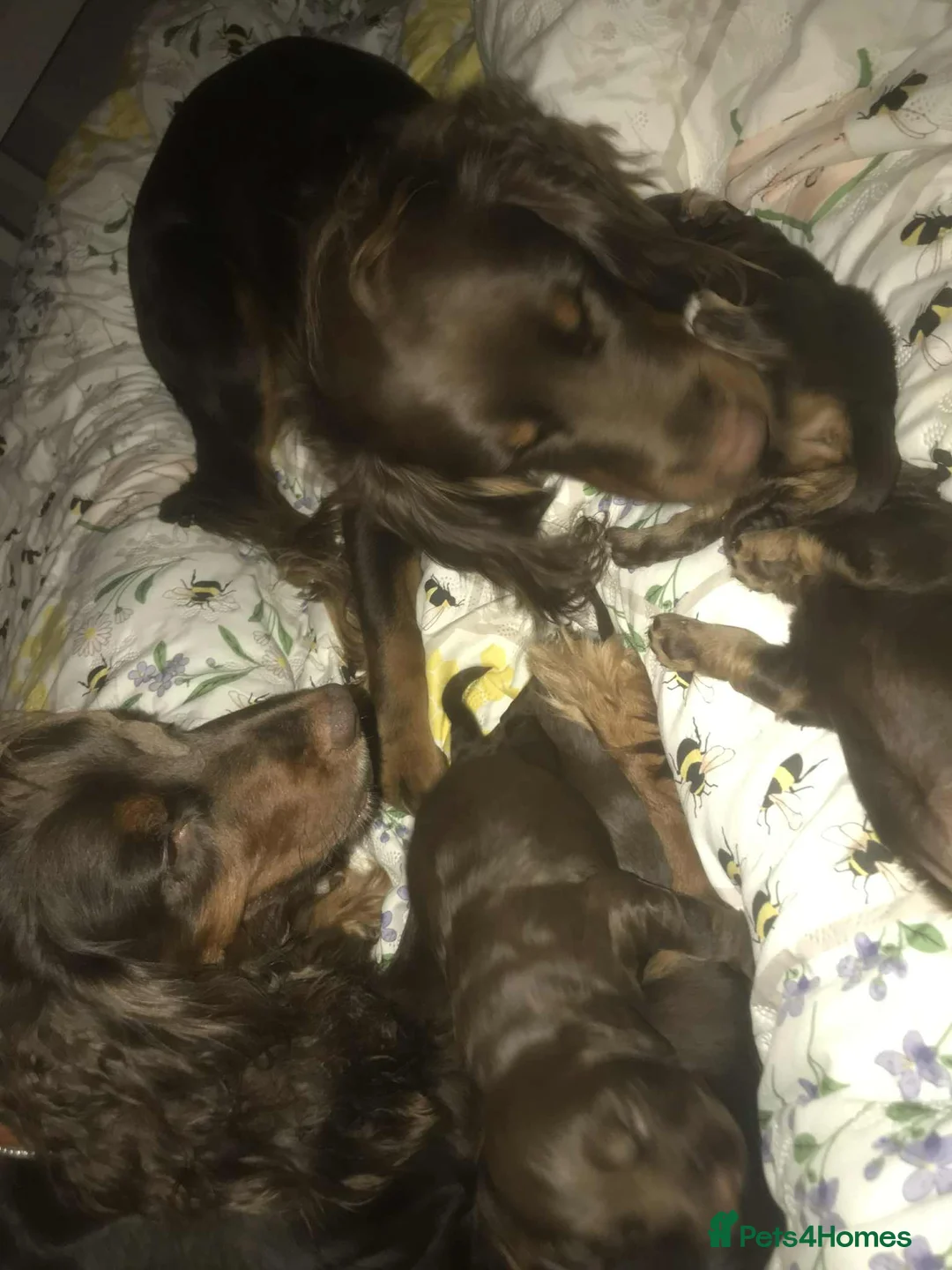 Cocker Spaniel dogs for sale: Tri chocolate  colour cocker spaniel puppies  - Advert 4
